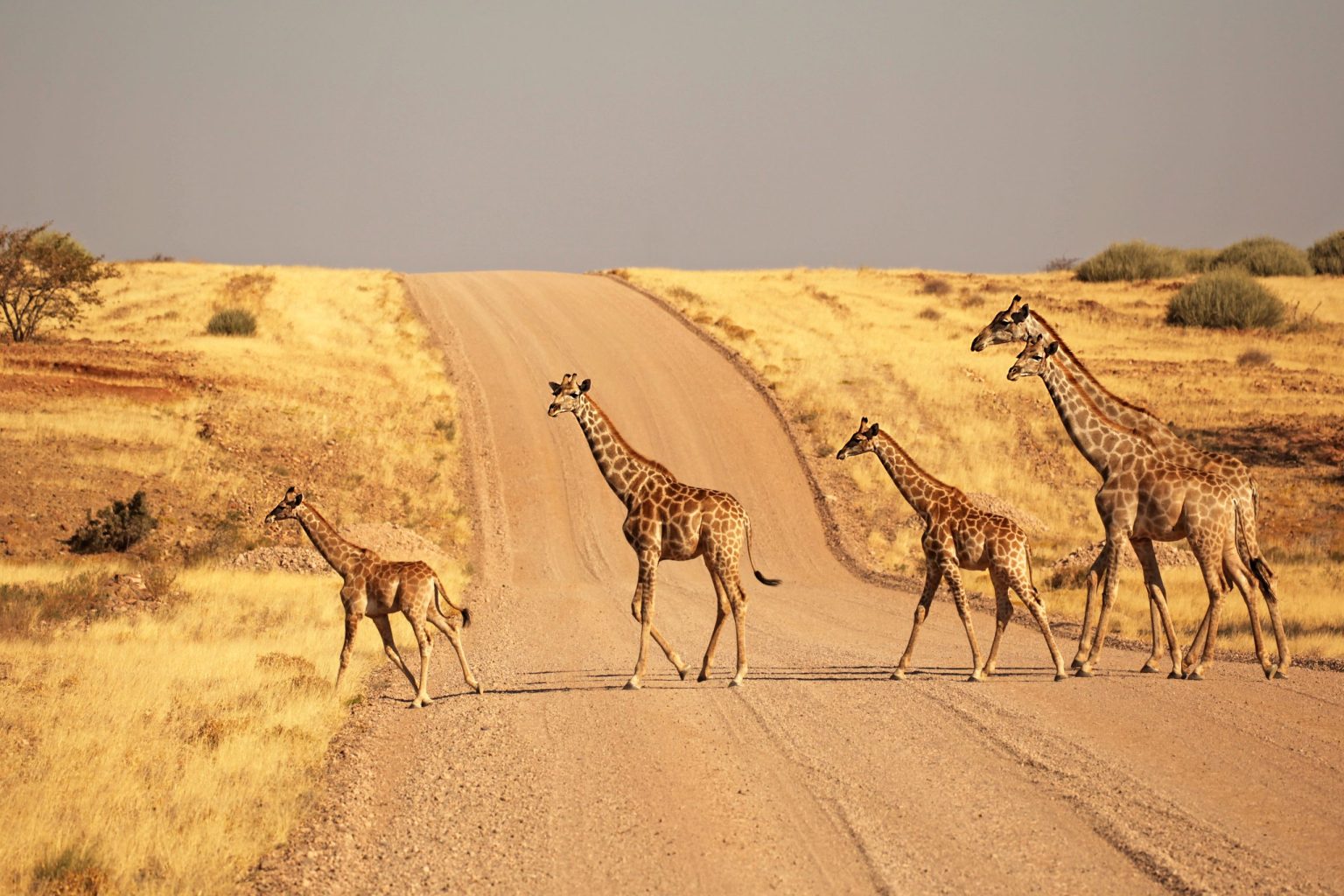 A giraffe crossing a gravel road in Namibia