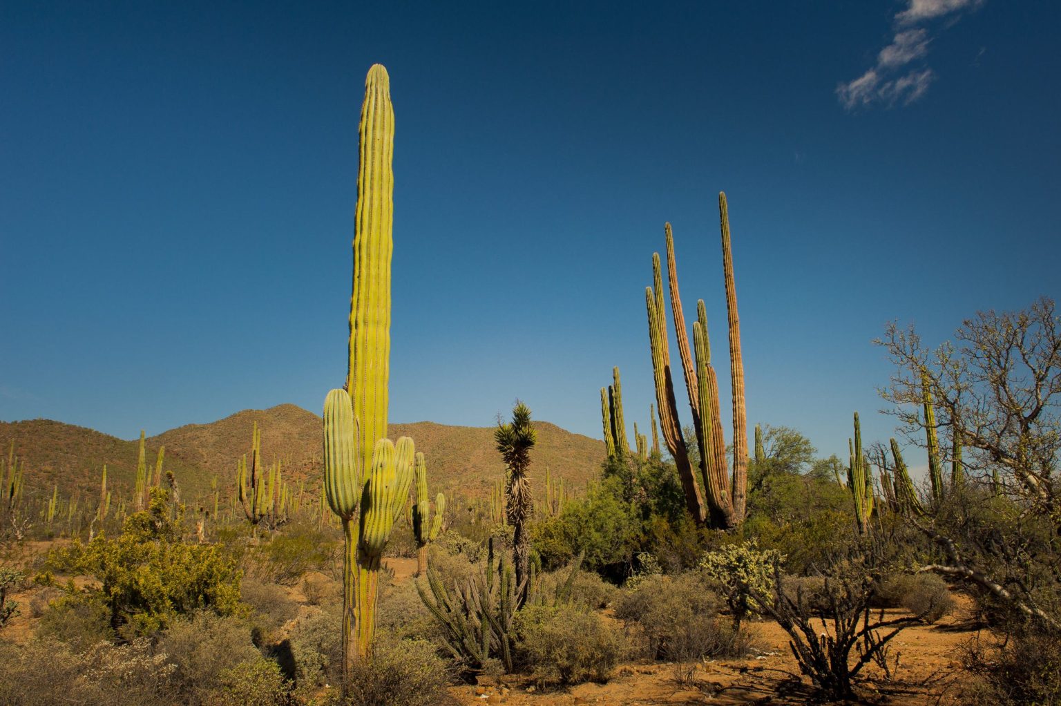 Giant cardon cacti in the Baja California desert