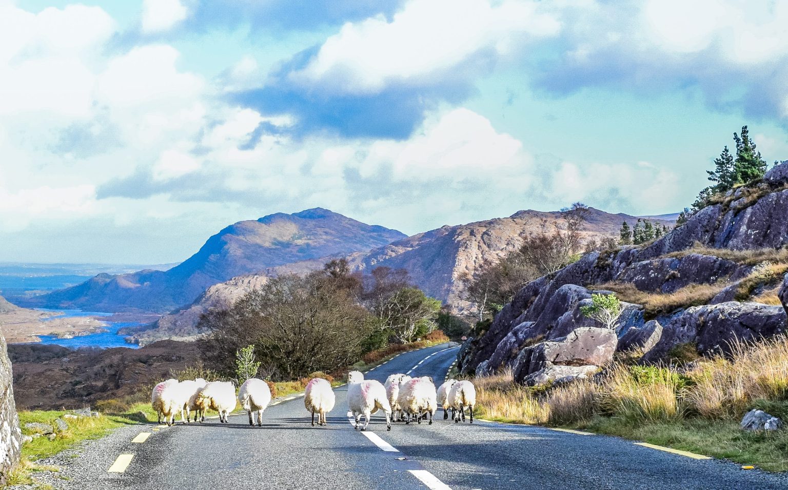Sheep on the road near Killarney on the Ring of Kerry