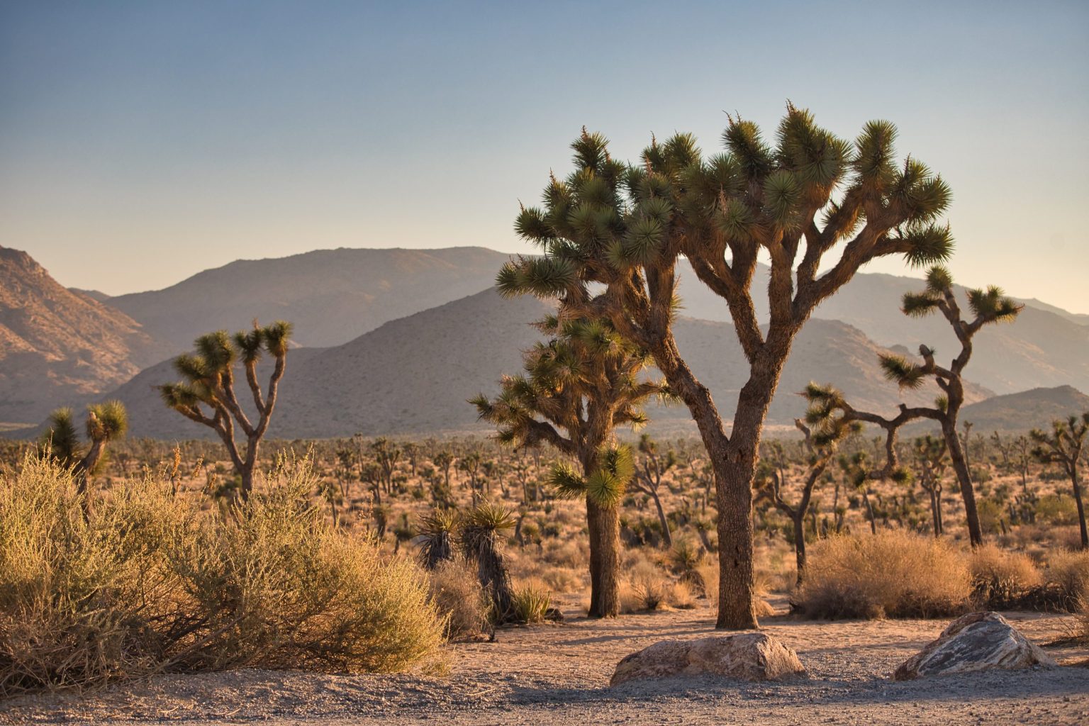 Joshua trees silhouetted at sunset in Joshua Tree National Park, California