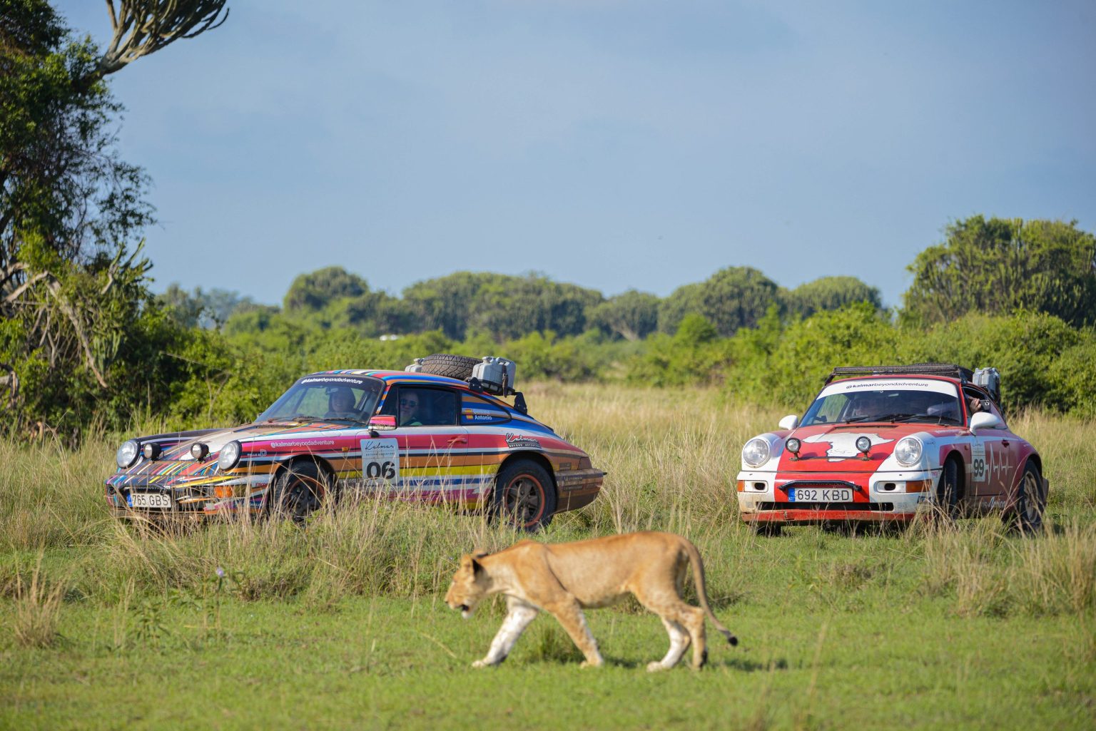 Safari-prepared Porsche 911s in the bush as a lioness walks past