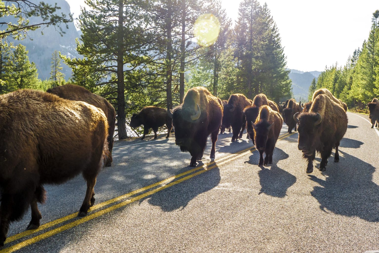 Bison herd crossing a park road in Yellowstone National Park