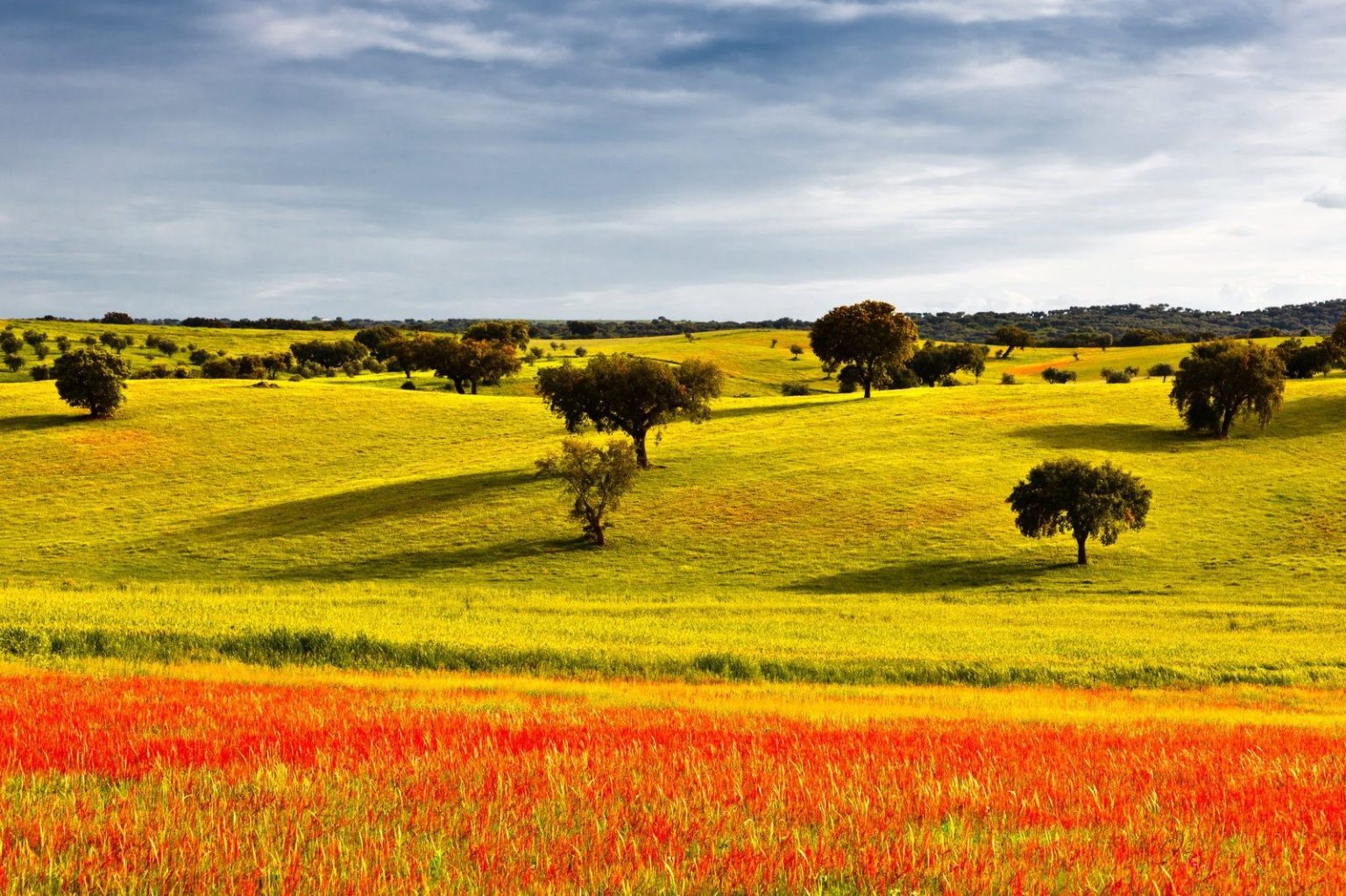 Green Alentejo pasture with scattered cork oaks and a red poppy field