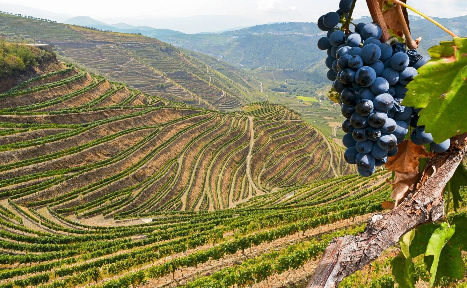 Vineyards in the Douro Valley, Portugal