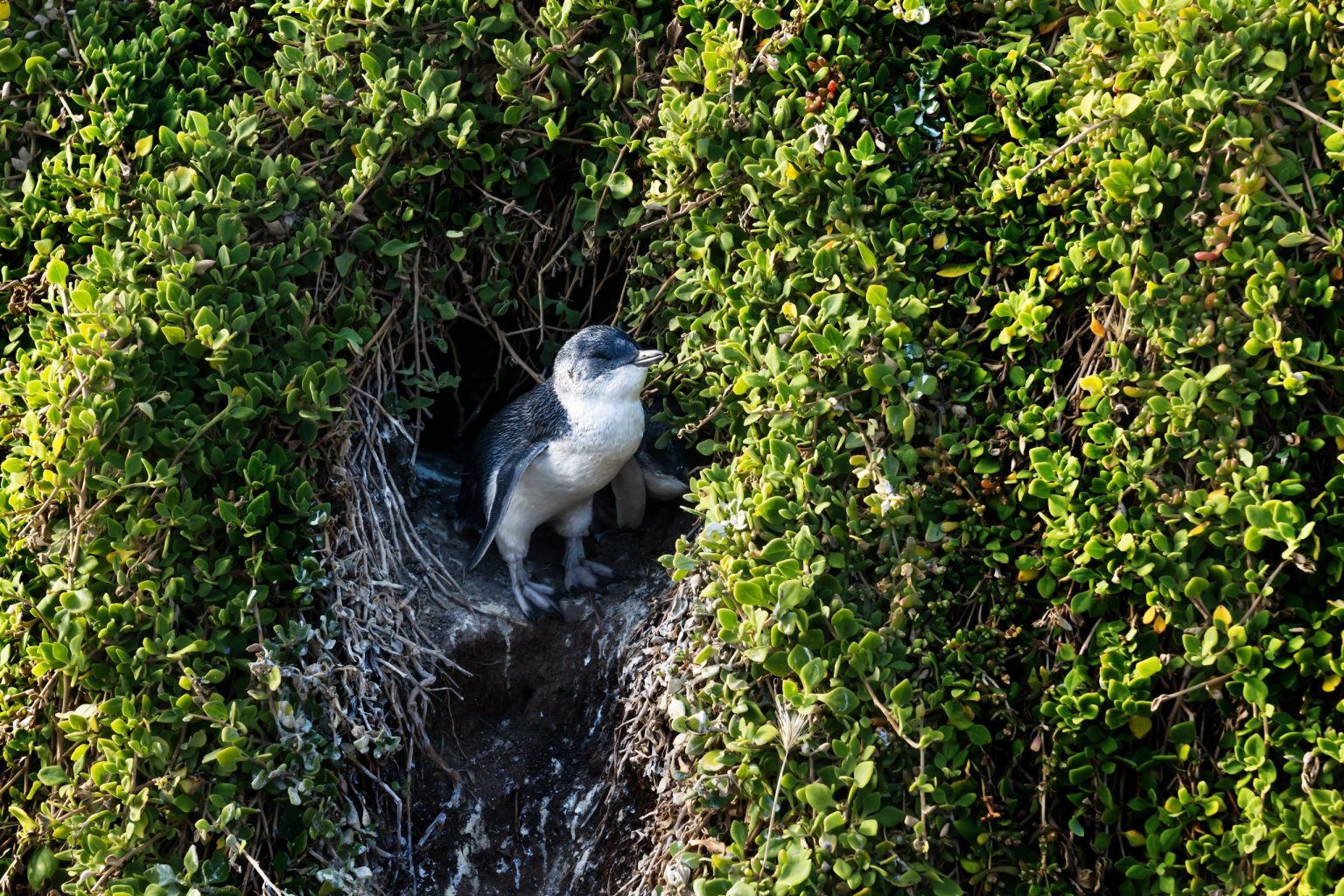 A little penguin at its burrow on Phillip Island