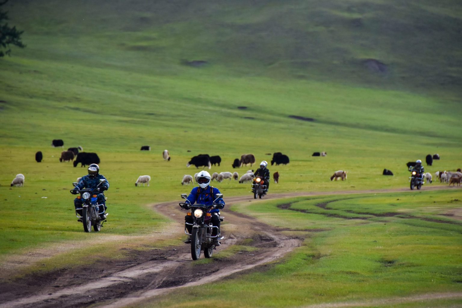 Riders on a track across the Mongolian steppe with yaks grazing