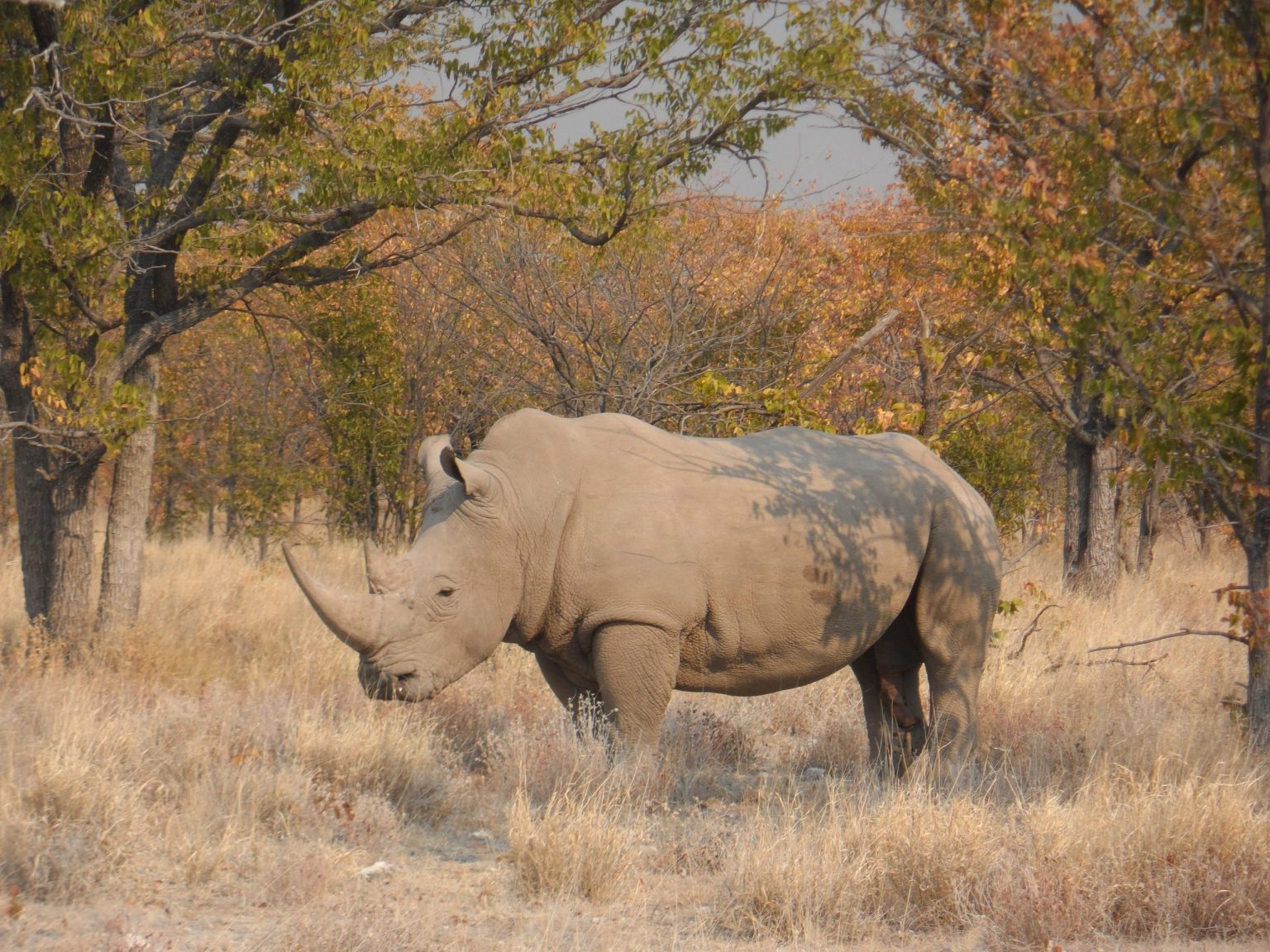 White rhino in the bush on safari in Namibia