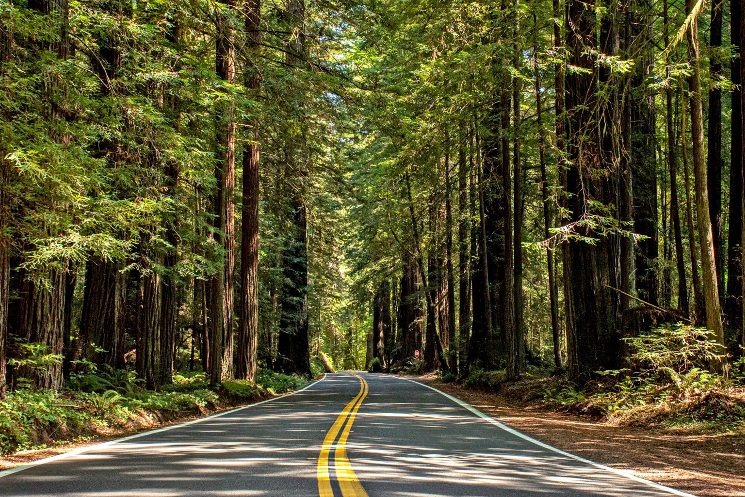 Highway 101 through the Avenue of the Giants redwoods