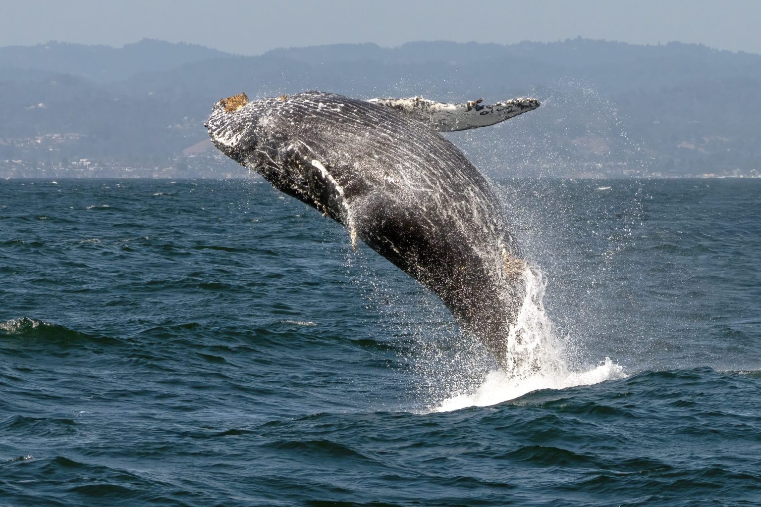 Humpback whale breaching in Monterey Bay, California