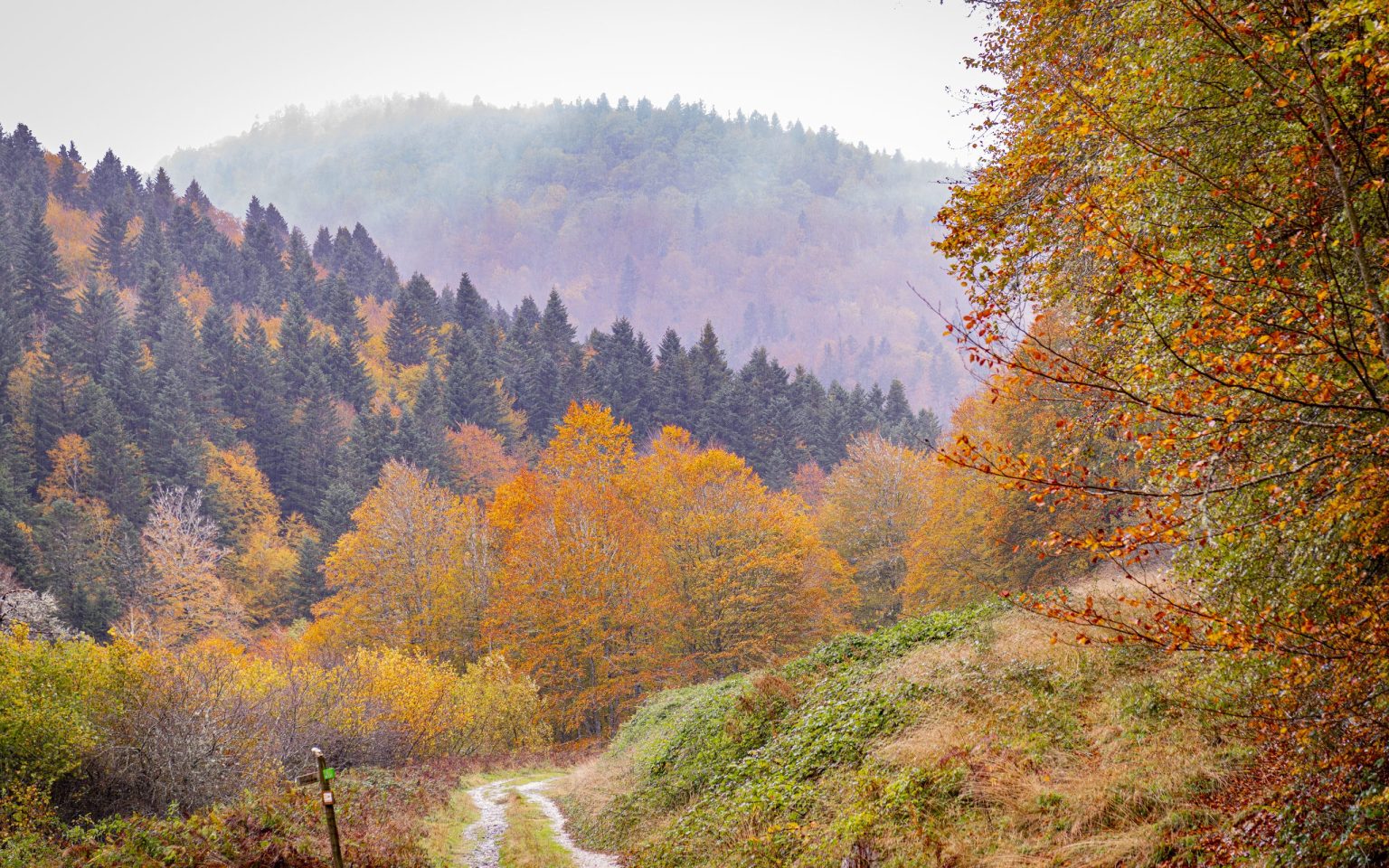 Autumn beech forest in the western Pyrenees