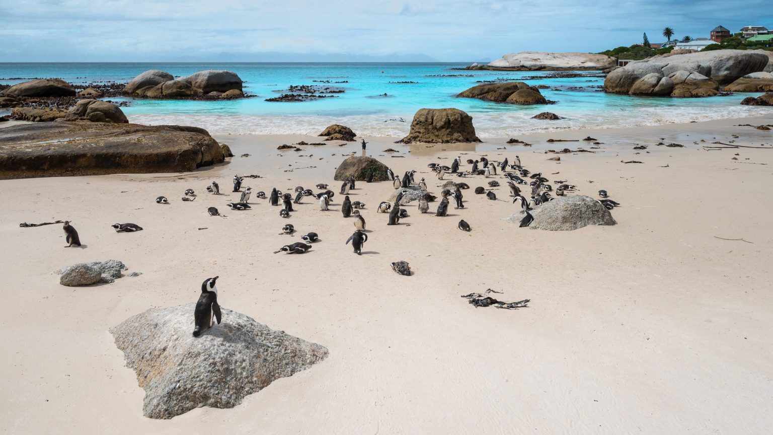 African penguins on Boulders Beach, Simon's Town