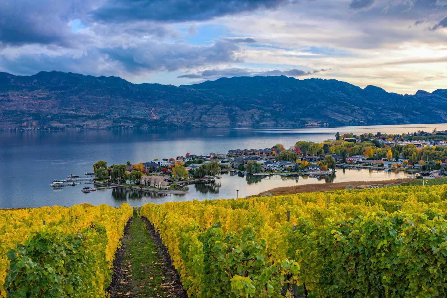 Vineyard above Okanagan Lake at Kelowna in autumn