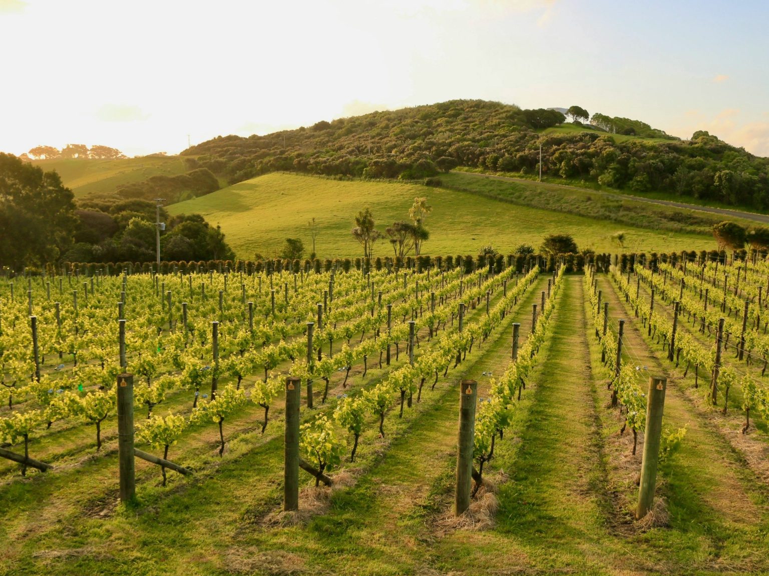 Vineyards and rolling hills in New Zealand