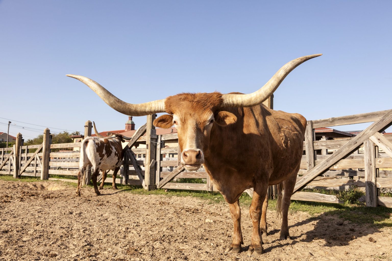 Texas longhorn in the pens at the Fort Worth Stockyards