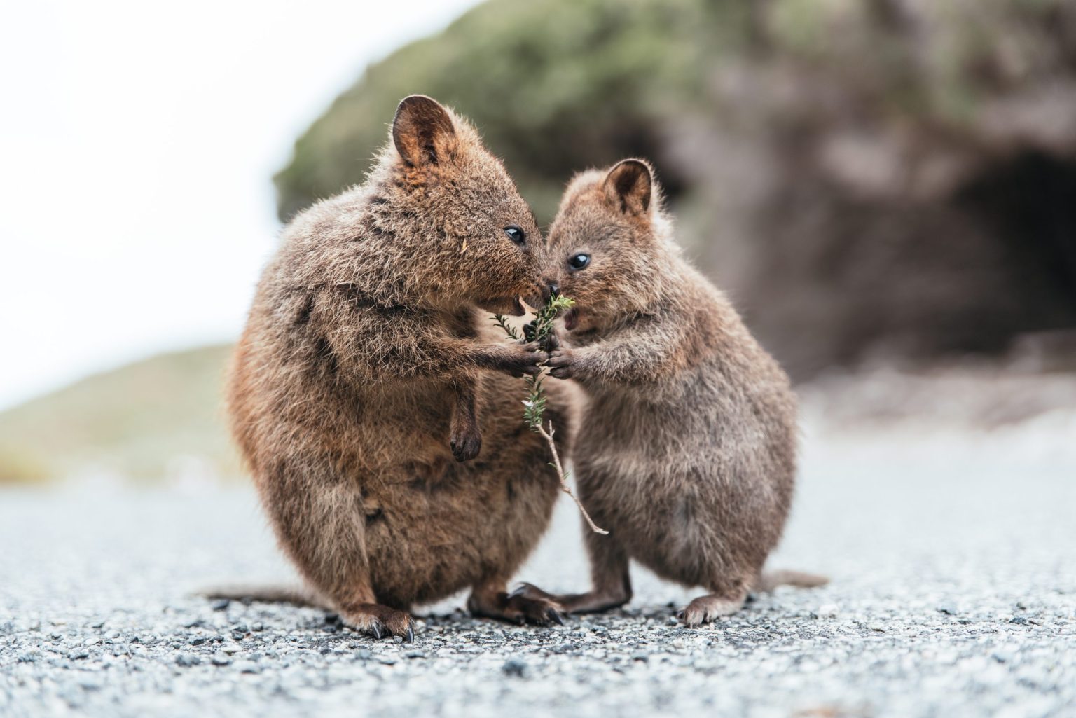 A mother and baby quokka, Rottnest Island