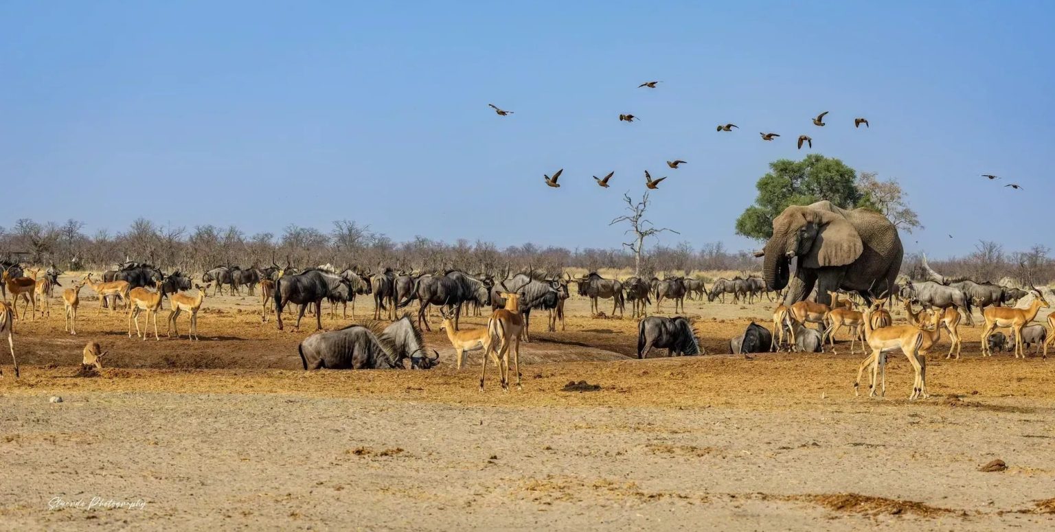 Wildlife gathered at a waterhole in Etosha National Park